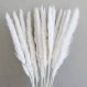 Bouquets de 15 tiges de pampas blanches 75 cm petites pampas pour vases et décos intérieure,tige de pampa fleurs séchées,pampa grass