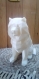 Figurine lowpoly - chien chow chow