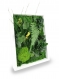 Tableau végétal naturel stabilisé green elegance 18x24