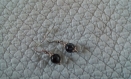 B811- boucles d'oreilles avec une perle en verre noire marbrée grise