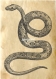 Transfert image beau serpent 17 cm x 13 cm sur coton blanc 28 cm x 21 cm 