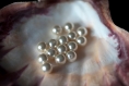 20 perles crème nacrées 10mm