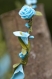 Couronne de fleurs cheveux modèle turquoise