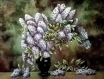 Bouquet de lilas - peinture huile floral