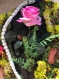 Tableau végétal et floral permanent : rose boisée