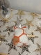 Hibou orange vintage cataire pour chat