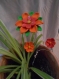 Fleurs colorées à piquer, intérieur comme extérieur, dominante orange