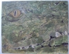 Tableau - 30 x 24 cm - croco