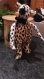 Doudou leopardou sur pattes