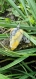 Pendentif en jaspe bublebee ( pierre naturelle )