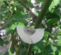 Boucles d'oreilles éventail de pompons blanc en soie