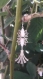 Boucles d'oreilles fleuries lotus blancs émaillé palmier argenté 