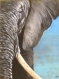 Peinture acrylique  elephant