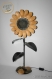 Helianthus