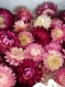 Fleurs séchées et stabilisées/tête d'helichrysum séchée/fleurs séchées/rose/orange/rouge