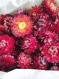 Fleurs séchées et stabilisées/tête d'helichrysum séchée/fleurs séchées/rose/orange/rouge