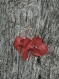 Créoles en grandes fleurs stabilisées rouges