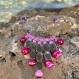 Collier en graines naturelles : perles du zanzibar