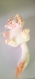 Poupée d'artiste elisa en tissu/chiffon avec son petit chaton 44 cm pièce unique