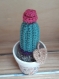 Cactus en pot 