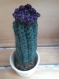 Cactus crochet dans une tasse