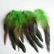 Lot 12 plumes turquoise et noir 5-7 cm