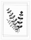 Fougères noir&blanc - lot de 5 cartes 4 x 6 cm