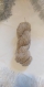 Echeveau de laine filée à la main au rouet - 50 g - env 229 m