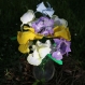 7 fleurs d'iris barbu faites 