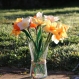 Bouquet de jonquilles - 12 fleurs de printemps fait main en papier pour un cadeau ou d