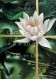 Carte postale. lotus, nénuphar
