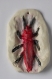 Décoration avec insecte rouge, sculpture d'insecte
