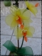 Une orchidée en nylon jaune et orange dans un pot