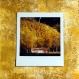 Photographie instax square sur papier acrylique - thème : automne #2 // décoration originale