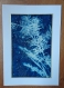 Cyanotype sapin