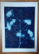 Cyanotype clématite des haies