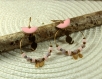 Boucles d'oreilles créoles chat acier et perles roses