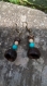 Boucle d'oreille coco et perle turquoise