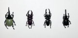 Set de 4 magnets de quatre différents scarabées 