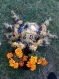 Amigurumi,grande peluche,  amigurumi, peluche grande araignée d’or (fleur africaine) au crochet