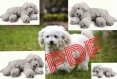 Amigurumis modèle chien caniche en tricot/ crochet .patron avec tutoriel français format pdf 