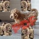 Amigurumi,petit chien puddle au crochet pattern tutoriel anglais en  format pdf 