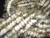 Écharpe en laine pompon blanche et fourrure 