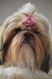 Fleur/barrette pour chien en dentelle rose sur élastique non vernis