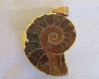 Pendentif  ammonite de madagascar  sur support en plaqué or