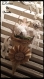 Décoration de pâques : cône nid, vintage baby doll,oeuf ruban 