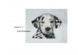 Schéma (pattern) : chien n°7 : chiot dalmatien
