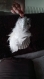 L'ange de noël coquille saint jacques ailes de plumes blanches