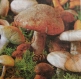 Serviette en papier champignon (371)