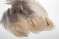 10 plumes faisane de colchide grise beige naturelle 
